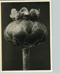 1942 Original BOTANICAL PLANT BACHELOR BUTTON Flower Photo Art KARL BLOSSFELDT