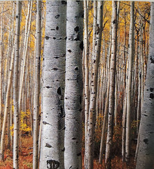 Gary Crandall Photography Aspen Army Print Fall Colors Trees Matted No Frame