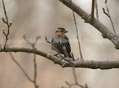 Original ACEO photo fine art print 2.5×3.5″ FEMALE RED-WINGED BLACKBIRD IN TREE