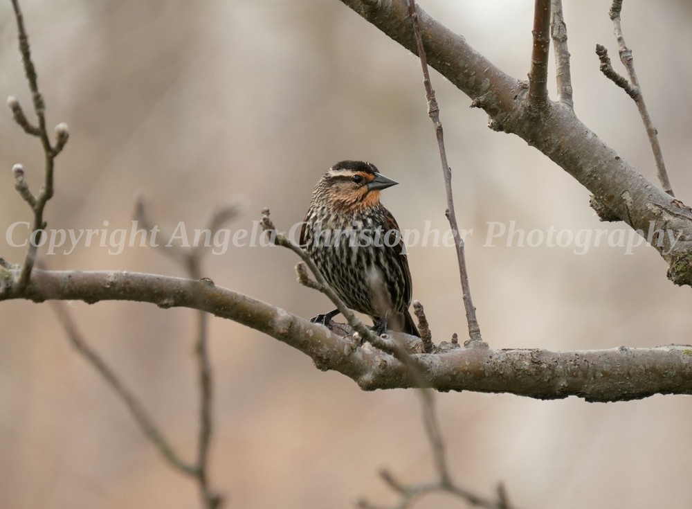 Original ACEO photo fine art print 2.5×3.5″ FEMALE RED-WINGED BLACKBIRD IN TREE