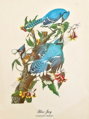 Blue Jay Bird Art DIGITAL DOWNLOAD Print at Home Antique Wall Décor