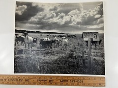 Vintage Large Black & White Photography Print Cattle Ranch Western Cowboys Rural