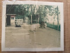 2 Andy Warhol Rare Original Polaroid Photographs FH 15. 01643
