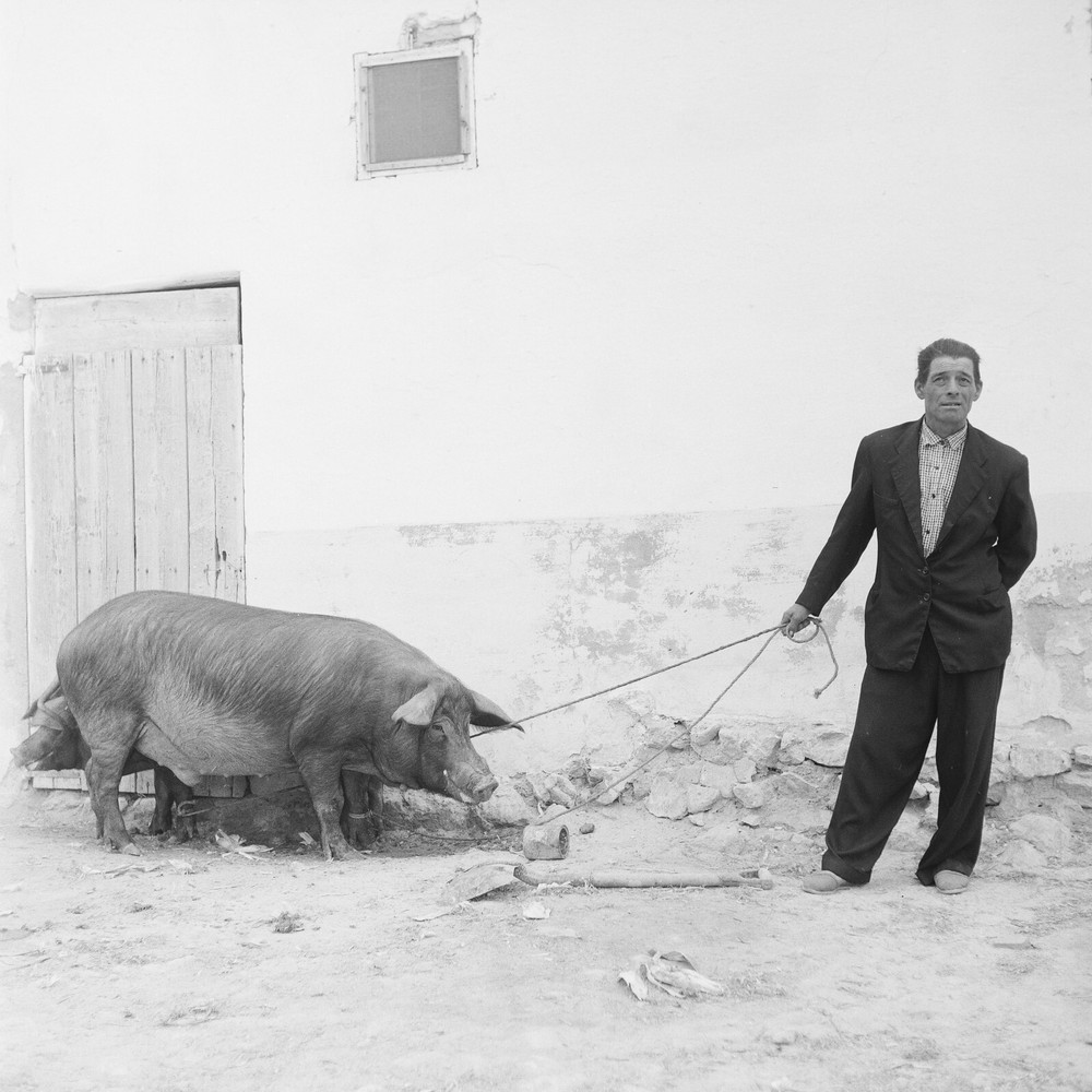 Photo film paper Spain PASAN pig 1960 size 40x40cm