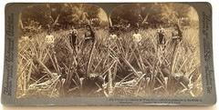 Puerto Champ Pineapple To Mayagüez 1899