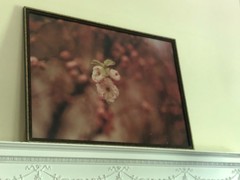 Antique Washington DC Cherry Blossoms