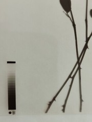Medical Photography X-Ray Vintage Bouquet Of Roses Alain Pol Kodak