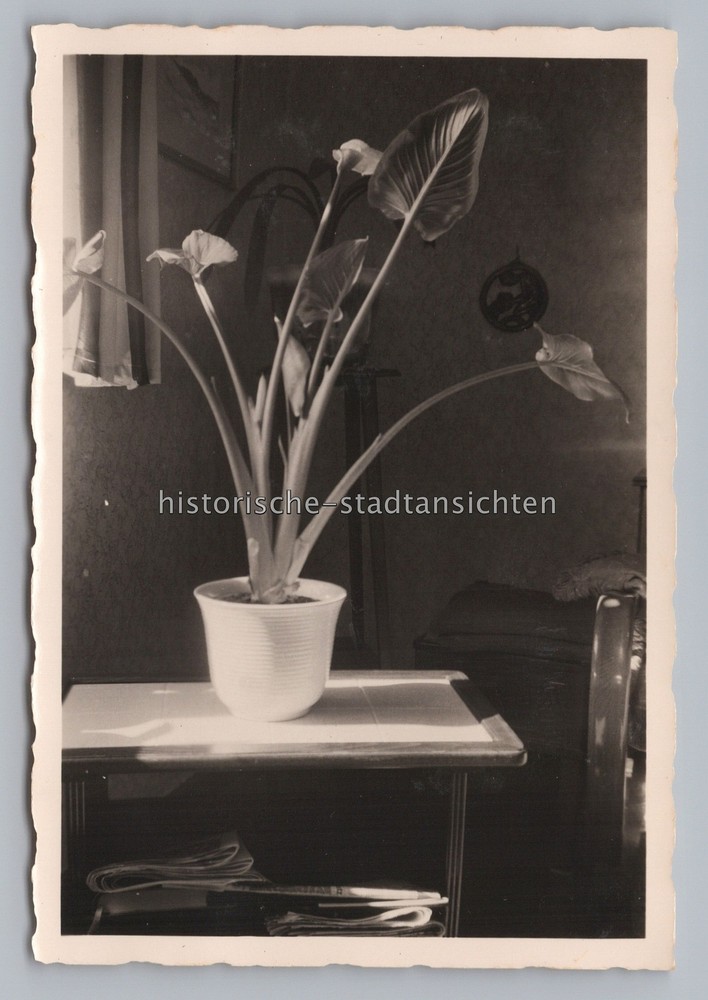 Still Life Plants Zantedeschien Calla Apartment – Vintage Photo 1950s