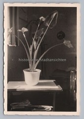 Still Life Plants Zantedeschien Calla Apartment – Vintage Photo 1950s