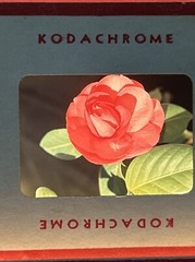 Kodachrome Red Border Lot Of 40 1950’s Still Life Flowers 35mm Color Slides A