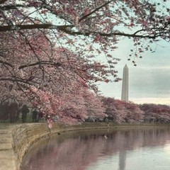 Antique Washington DC Cherry Blossoms Monument Photo Hand Tinted 8×10 Framed