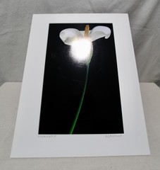 Original Photography Art Print “Lily No.2”