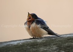 Original ACEO photo fine art print 2.5 x 3.5″ VOCALIZING BARN SWALLOW bird blue