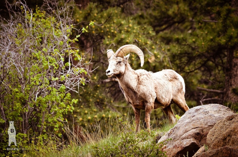 Bighorn Sheep – Fine Art Photography Prints – Canvas / Metal / Paper