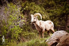 Bighorn Sheep – Fine Art Photography Prints – Canvas / Metal / Paper