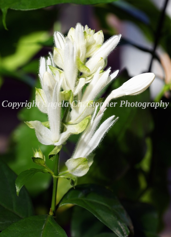 Original ACEO photo fine art print 2.5 x 3.5 inches WHITE CANDLES PLANT flowers