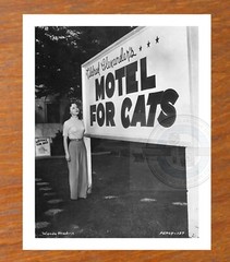 Childless Cat Lady, Motel For Cats – Vintage Photo 8×10