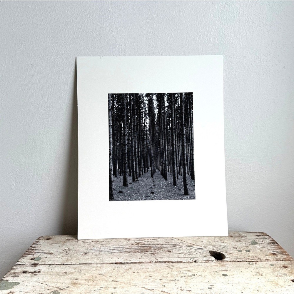 Black and White Pine Forest Photography Print Matted Wall Art 13×16 Landscape