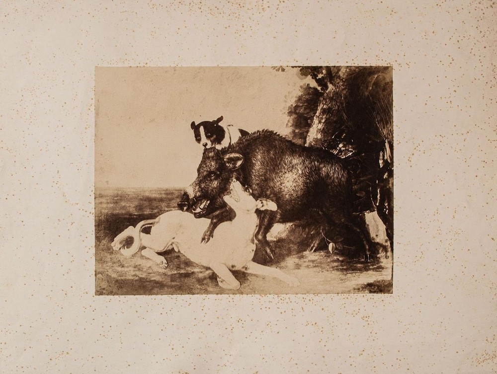 Boar Hunting Hunting Dogs Old Photograph Reproduction After Cesar Vallati 1899