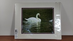 Original Photo Art Print Swan Photography Matted Signed by Ann Copeland Sealed