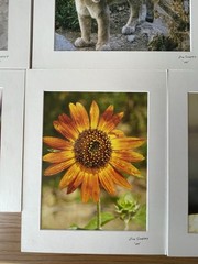 Matted Photographs 11″x 14″ Mixed Lot of 7 Photos Nature, Birds, Animals