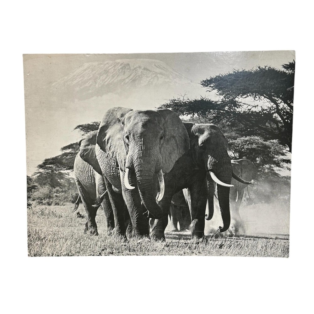 Norman Myers African Elephants Wildlife Photograph 16×20 B&W Africa Safari