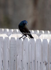 Original ACEO photo fine art print 2.5 x 3.5″ GRACKLE ON FENCE black bird blue