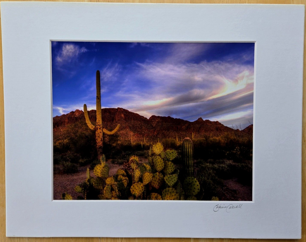 Photograph On Cardboard Frame 14″ X 11″ Southwestern Saguaro Cacti Photo is 9X7
