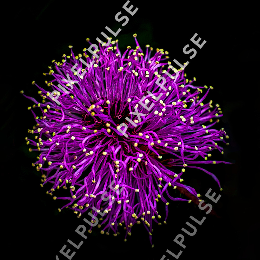 Digital Image Picture Photo Wallpaper Background Macro Mimosa Flower close up