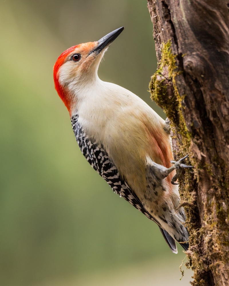 Male Red-Bellied Woodpecker 8×10 8″x10″ Photograph Print