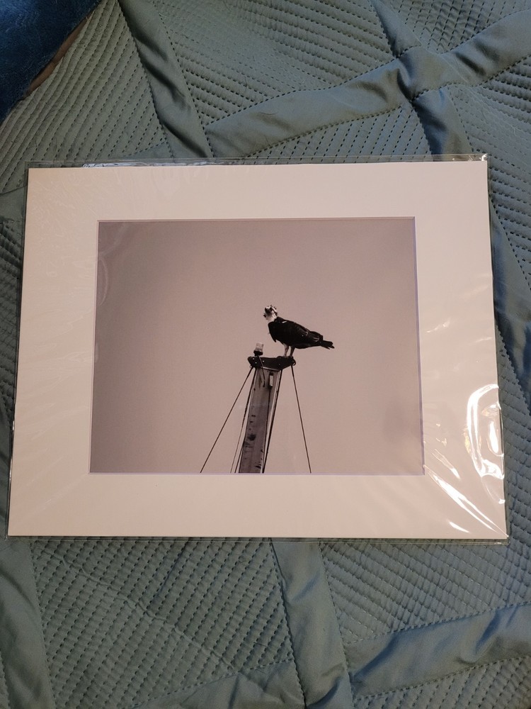 8 By 10 Osprey On A Sailboat Mast Photography Print Black And White.