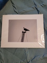8 By 10 Osprey On A Sailboat Mast Photography Print Black And White.