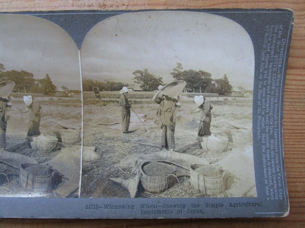 Antique Old Photo Japan Kioto Kyoto Wheat Showing Japanese Agriculture