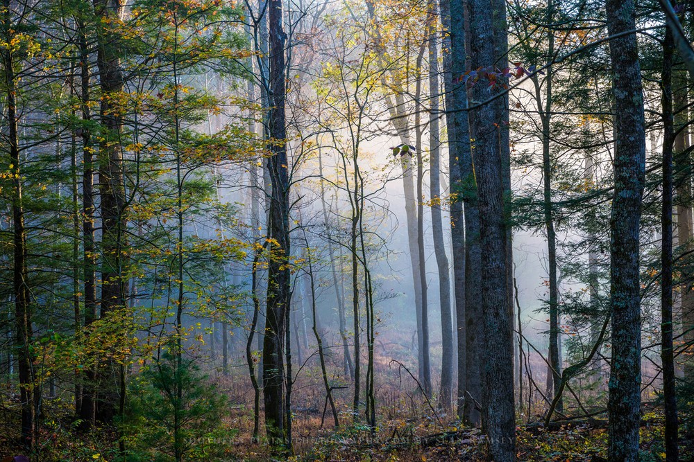 Photography Print of Forest on Foggy Morning in Great Smoky Mountains