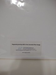 Signed Michael A Peterson Photography Dogwood Flat Mounted Canvas Gatorboard