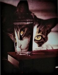 1963 Nina Leen “The LIFE Picture Collection” Cat Peering into Glass, COA 15×12