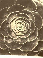Large Close-Up 24″ x 20″ B & W Photograph of a Rose -1994-Mark Bugzester