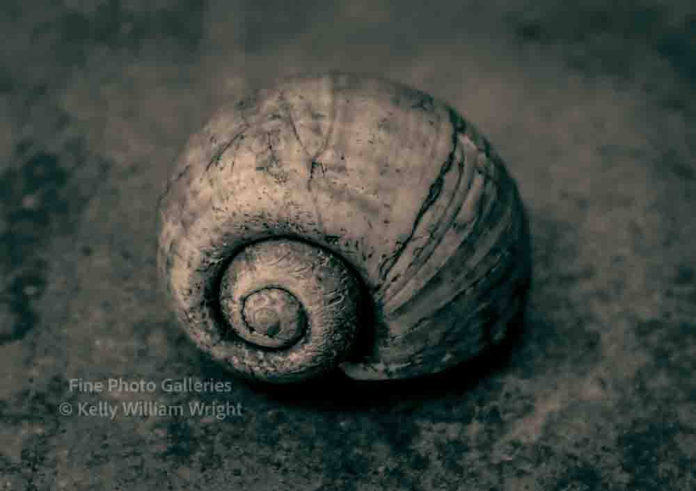 KELLY WILLIAM WRIGHT Still Life Apple Snail Shell Original Zen Photo Art 13×19