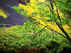 Peter Lik Inner Peace 794/950
