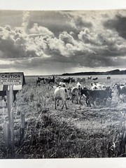 Vintage Large Black & White Photography Print Cattle Ranch Western Cowboys Rural