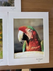 Matted Photographs 11″x 14″ Mixed Lot of 7 Photos Nature, Birds, Animals