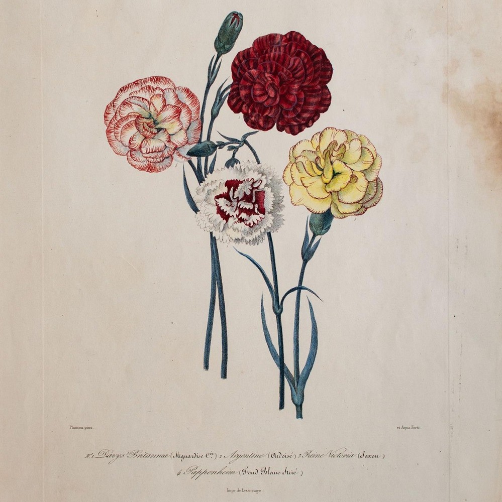 Carnations Flowers Plant Study Botany Encyclopedia Hand Coloured Lithograph