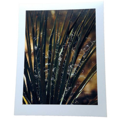 Yucca plant Epsom photo paper 8½” x 11″ print image 7″ x 9¼”