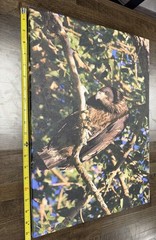 Young Bald Eagle On Canvas, Approximately 20×14 Inches