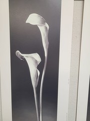Two Signed 8×10” b&w photograph Calla lilies follower By D Stefanich 8×20 1997