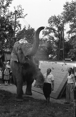 LOT 4x, elephant in the circus, funny, artists, vintage fine art negative 1950’s