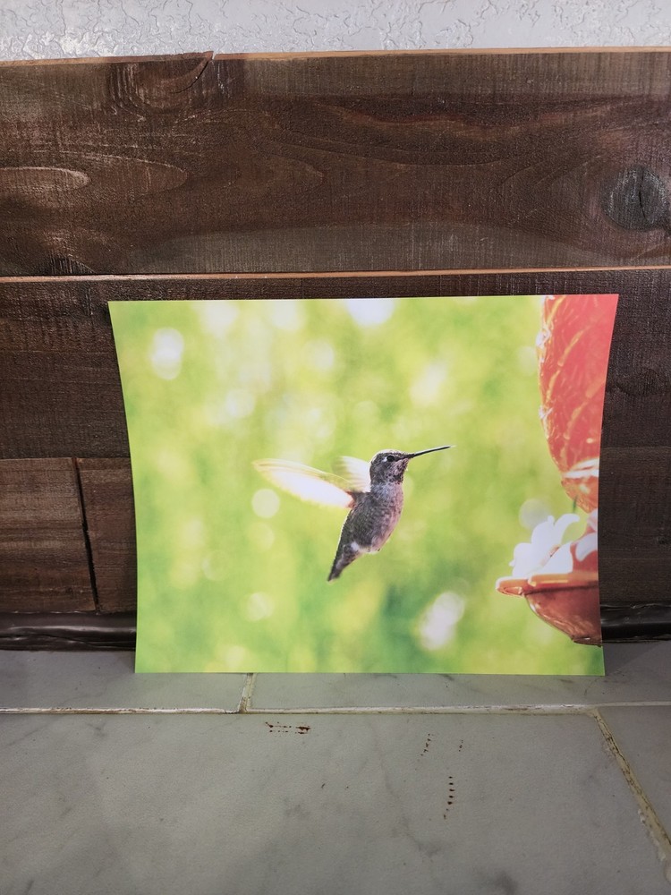 8×10 Original Hummingbird in Flight Photo Print – Nature Bird Photography