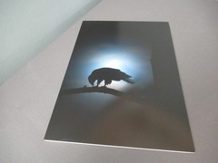 New Photograph of Eagle in Moon Light – Color – 16 1/2″ x 11 3/4″ – e6 em