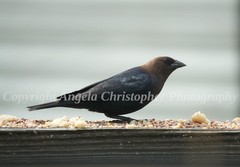 Original ACEO photo fine art print 2.5 x 3.5 inches BROWN-HEADED COWBIRD black