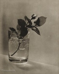 1954 Vintage JOSEF SUDEK Water Glass Rose Flower STILL LIFE Photo Gravure 11X14